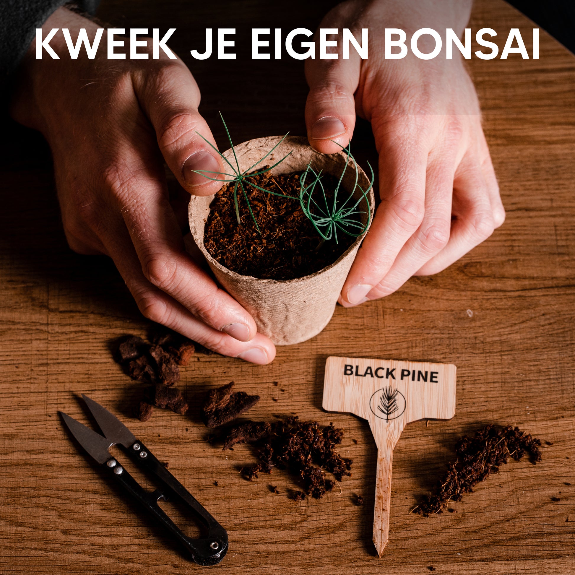 Bonsai Starter Kit inclusief zaden, tools en instructies.