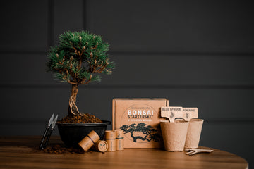 Complete bonsai starters kit voor beginners